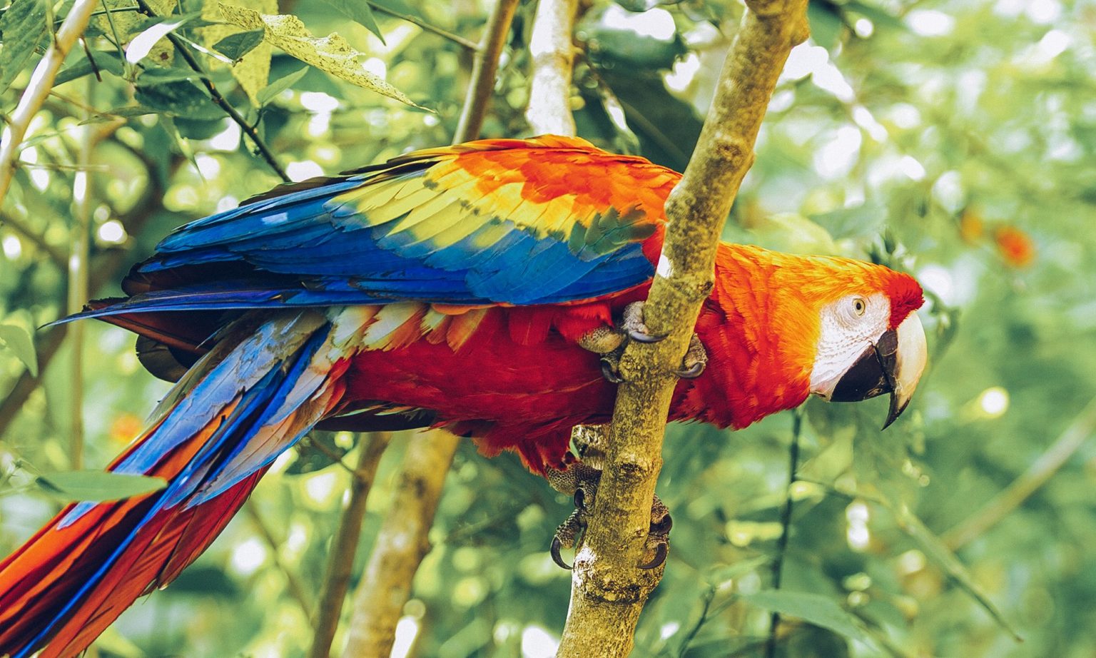 The Peruvian Amazon: 10 Great Reasons to Visit the Rainforest